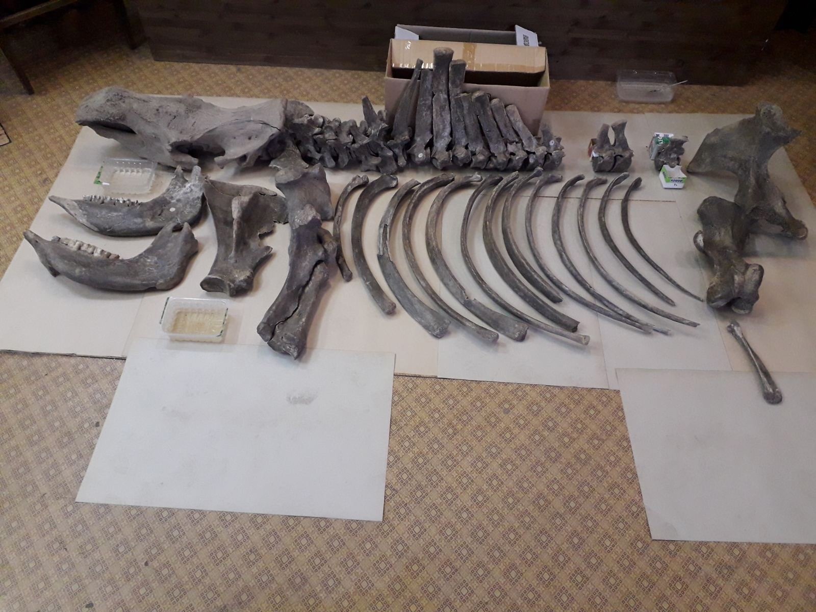 Находка из ледникового периода: в Челябинске покажут скелет древнего носорога