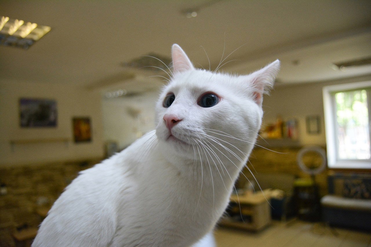 Голубоглазого, но глухого кота спасли жители Челябинска