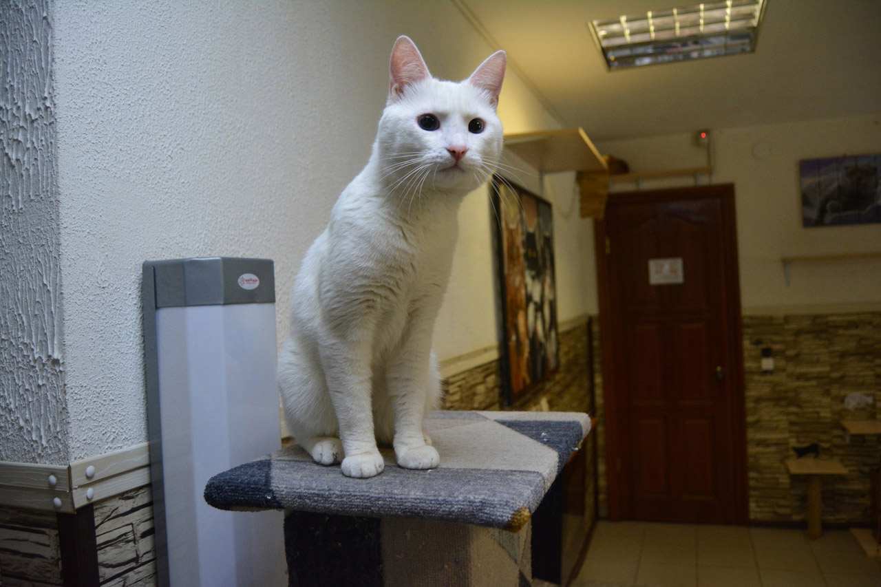 Голубоглазого, но глухого кота спасли жители Челябинска
