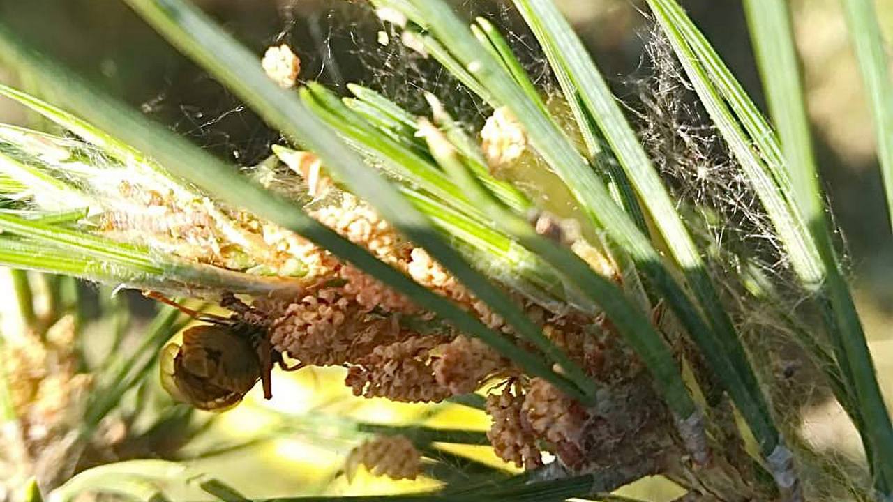 В лесах на юге Челябинской области просят не собрать грибы и ягоды