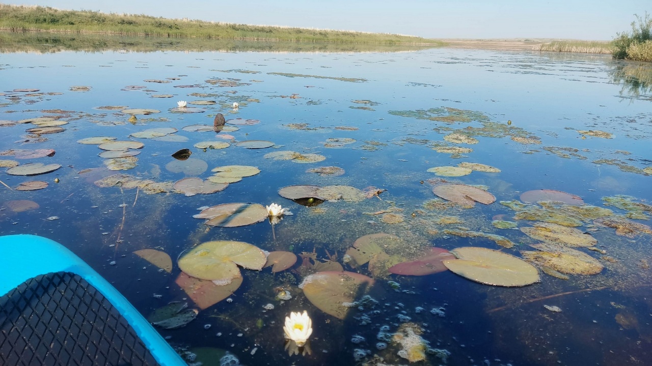 Водяные лилии зацвели раньше времени в Челябинской области