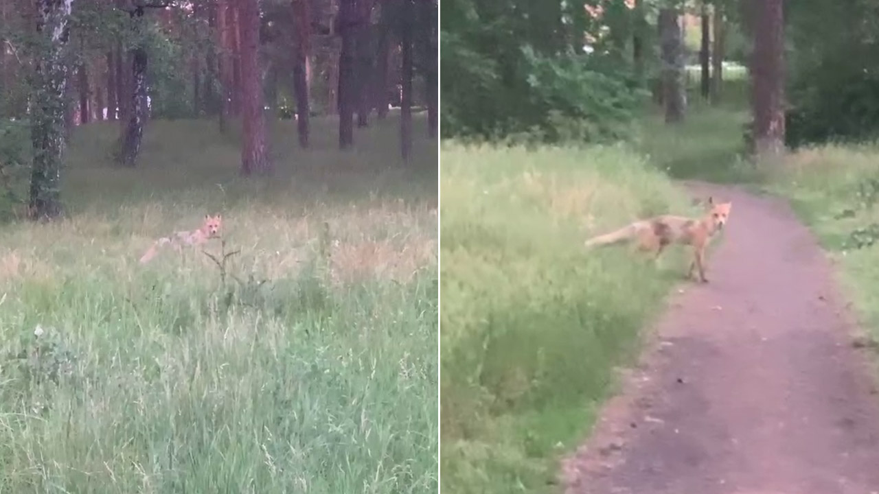 Лисицу сняли на видео в парке в центре Челябинска