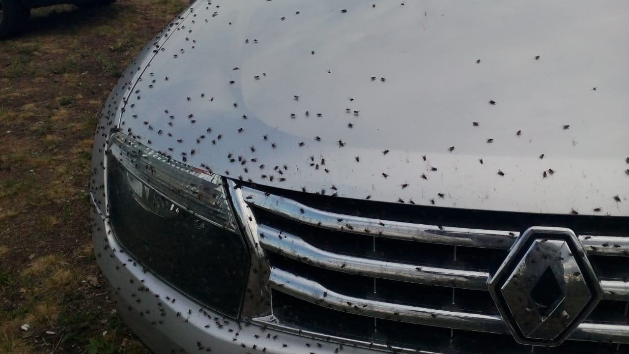 Жители Челябинской области пожаловались на полчища мух