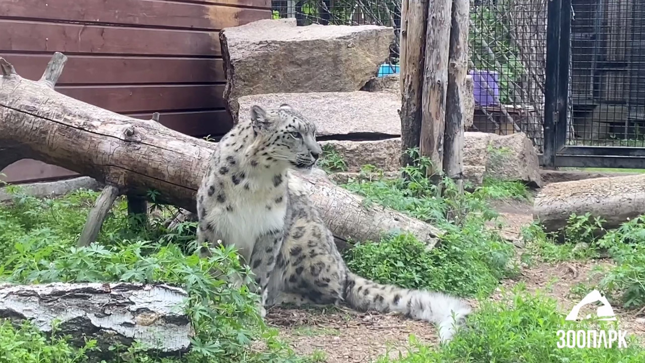 Челябинский зоопарк показал редкое видео с животными, которые спят по 16 часов