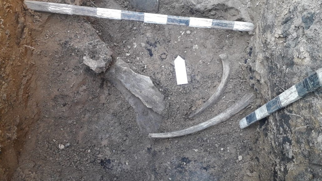 В Челябинской области из-под земли достанут полный скелет шерстистого носорога