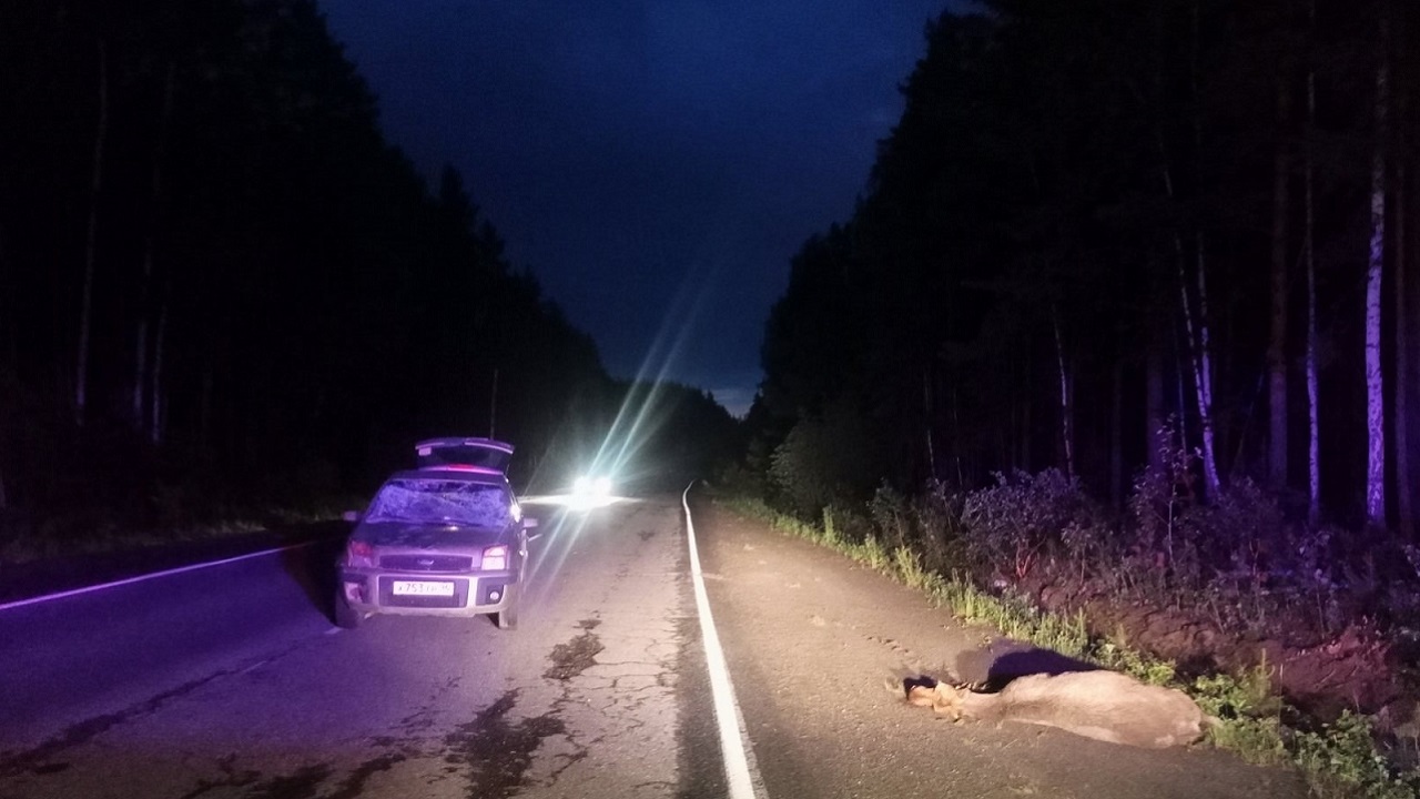 Лось погиб под колесами автомобиля в Челябинской области
