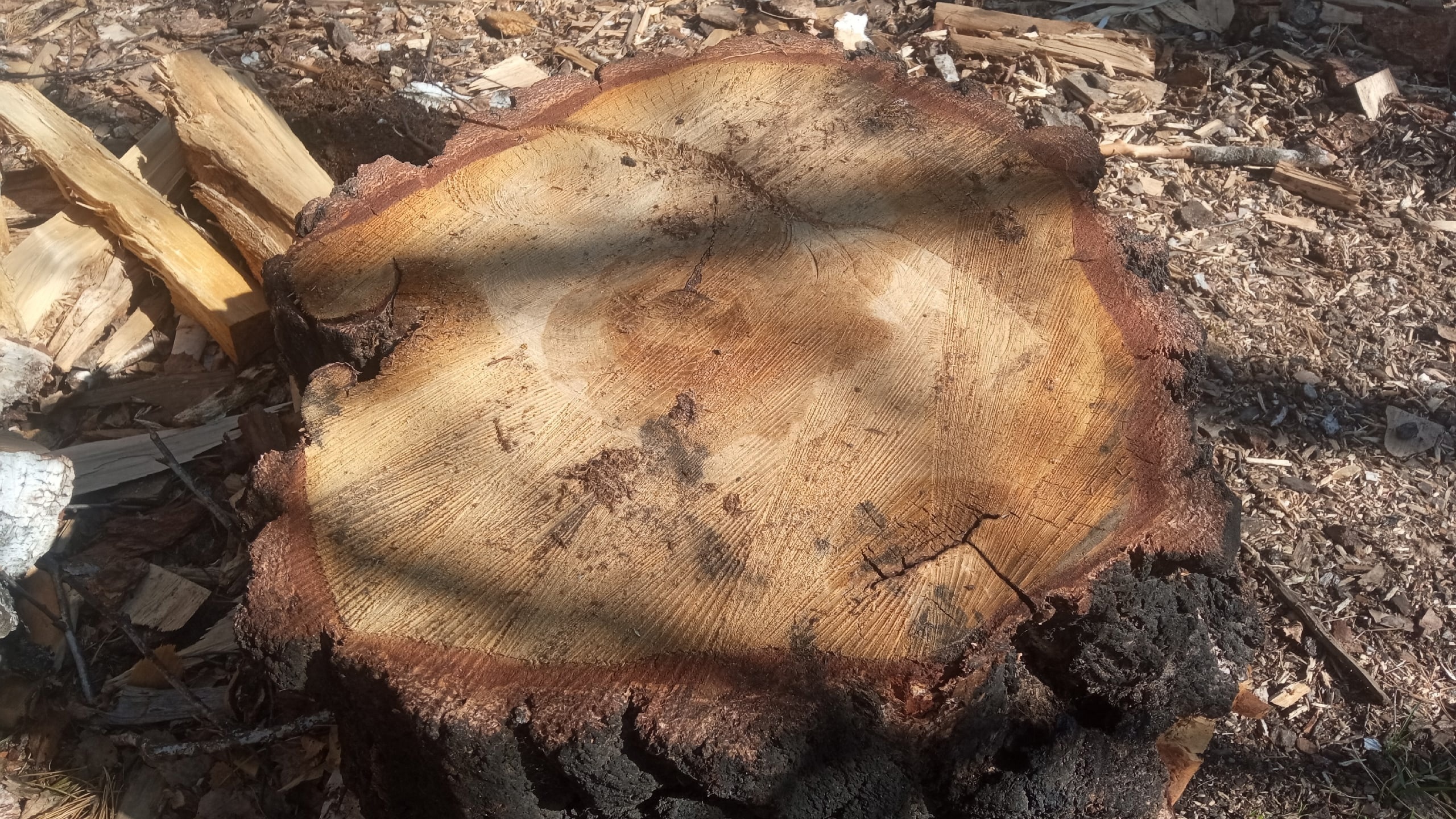 Опасность рядом: жителям Челябинска рассказали, куда обращаться, если упало дерево