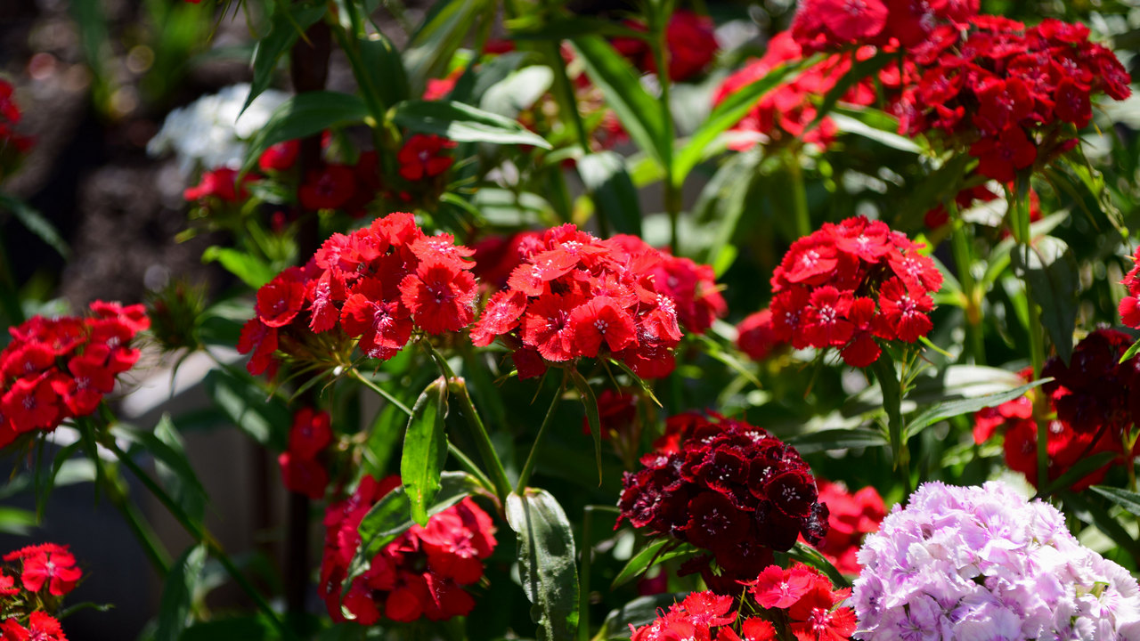 Гидрометцентр рассказал об аномалиях погоды в Челябинске в июле Гидрометцентр рассказал об аномалиях погоды в Челябинске в июле