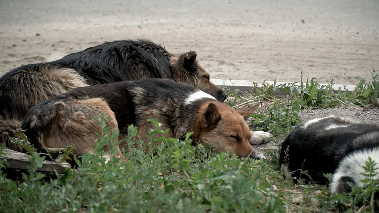 На Южном Урале торговцы рынка вступились за собаку, которую забрала служба отлова