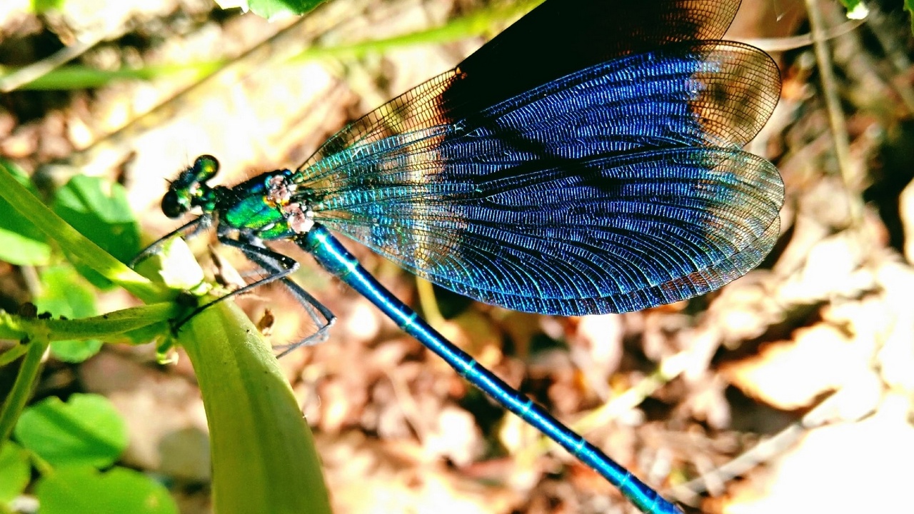 Блестящая красотка: в лесах Челябинской области заметили редкую изумрудную стрекозу