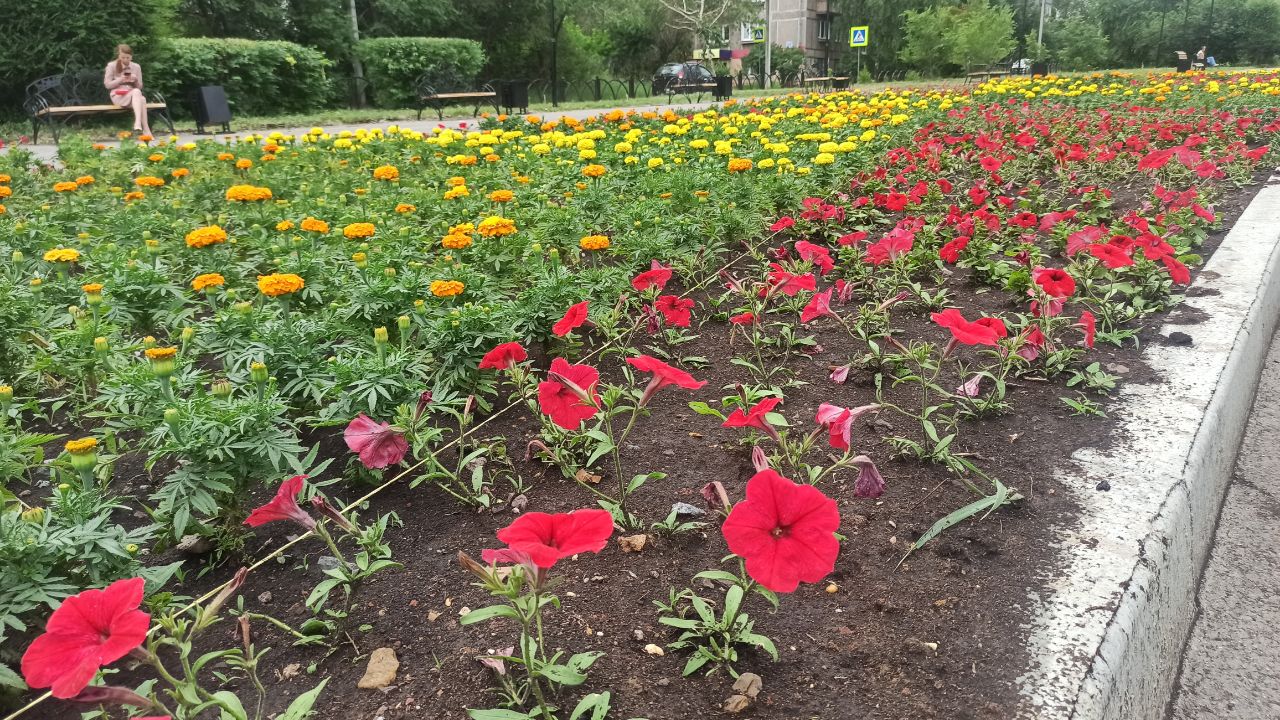 Шестьсот тысяч цветов высадили в скверах и парках Магнитогорска
