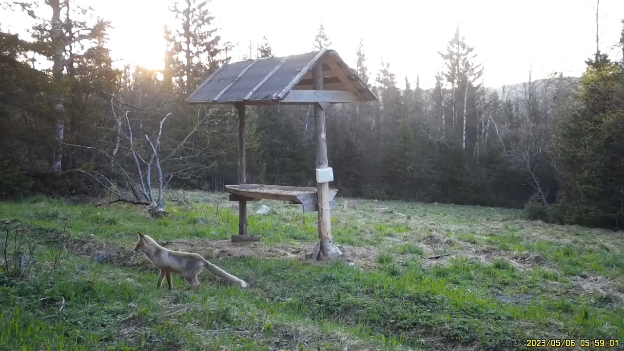 Забавную охоту лисицы сняли на видео в Челябинской области