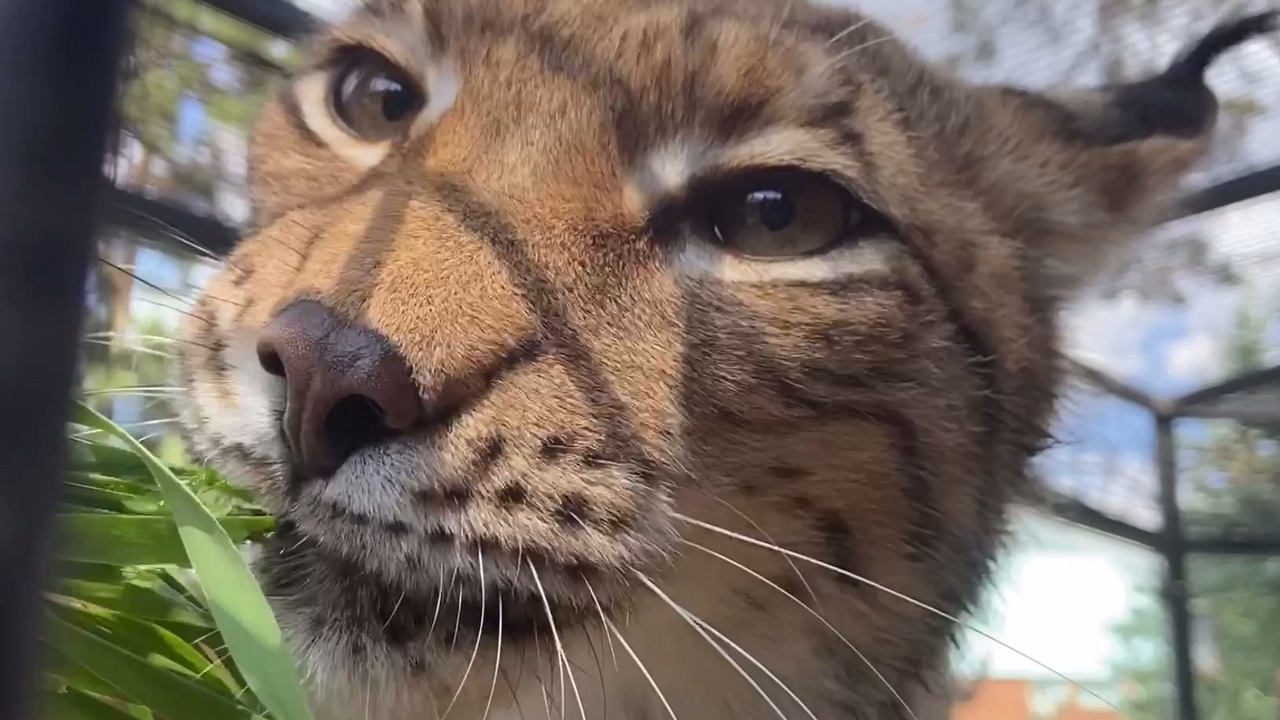 В зоопарке Челябинска для хищников приготовили травяной десерт