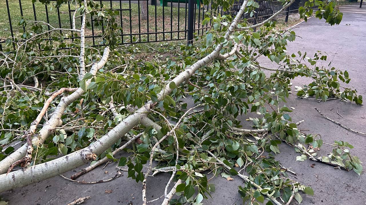 В администрации Челябинска рассказали, куда обращаться, если упало дерево