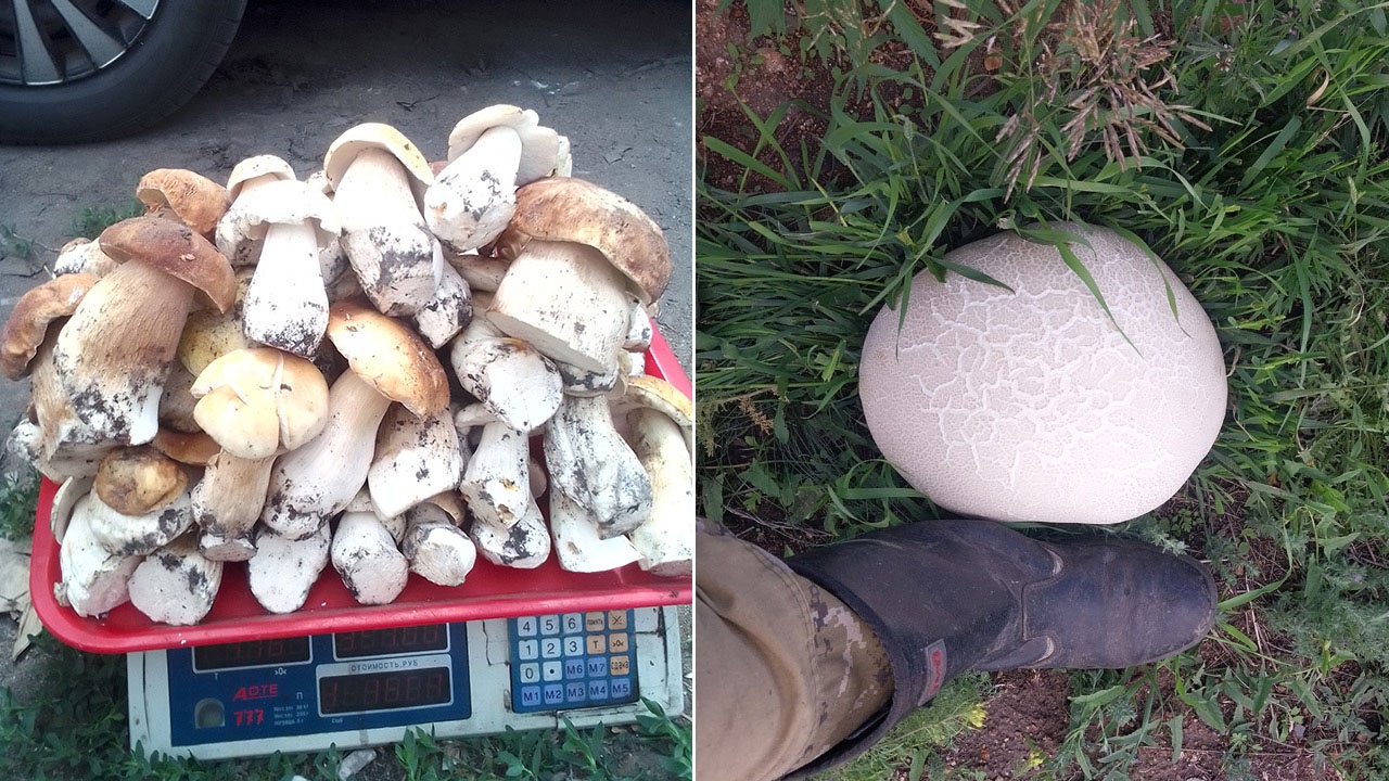 В лесах Челябинской области находят гигантские грибы