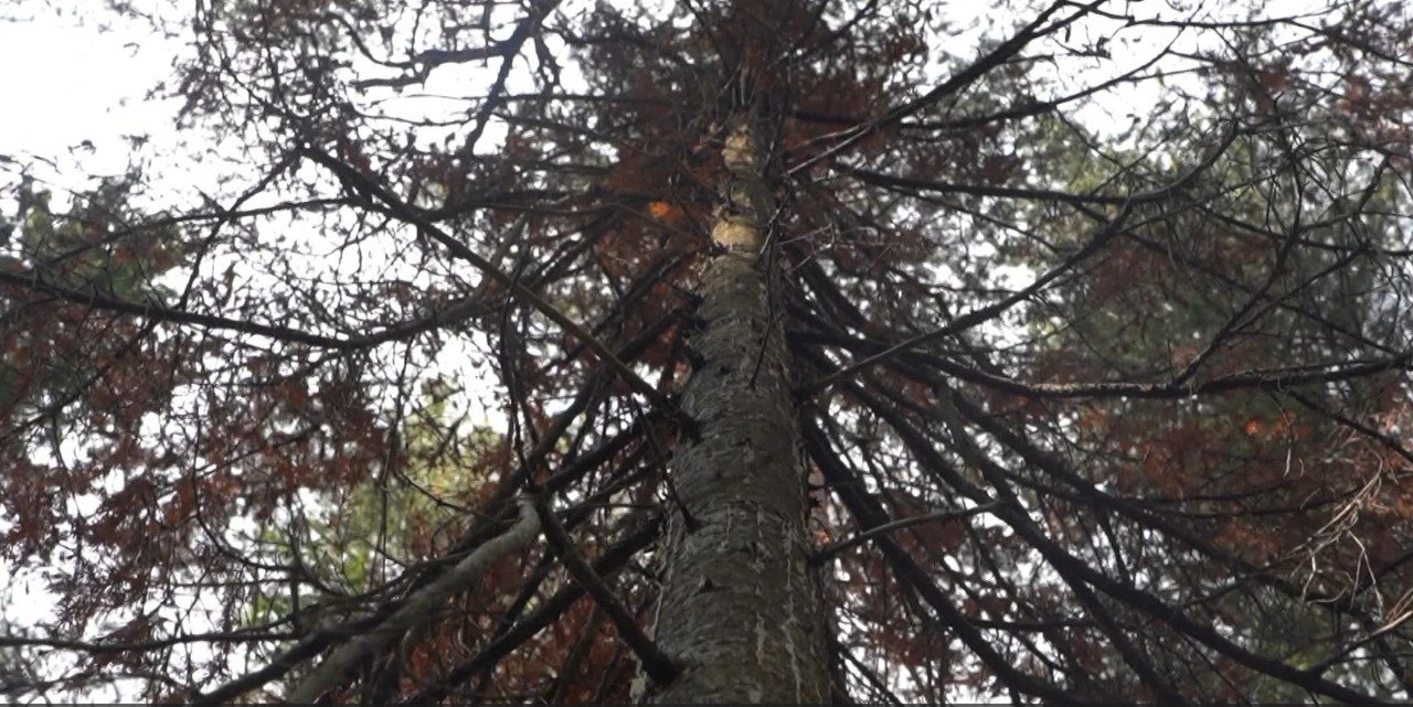 Очаги обитания опасного жука, повреждающего хвойный лес, нашли в Челябинской области