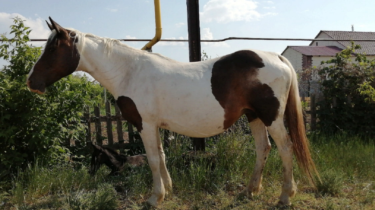 Мужчина в Челябинской области украл лошадь с жеребенком на 100 тысяч рублей