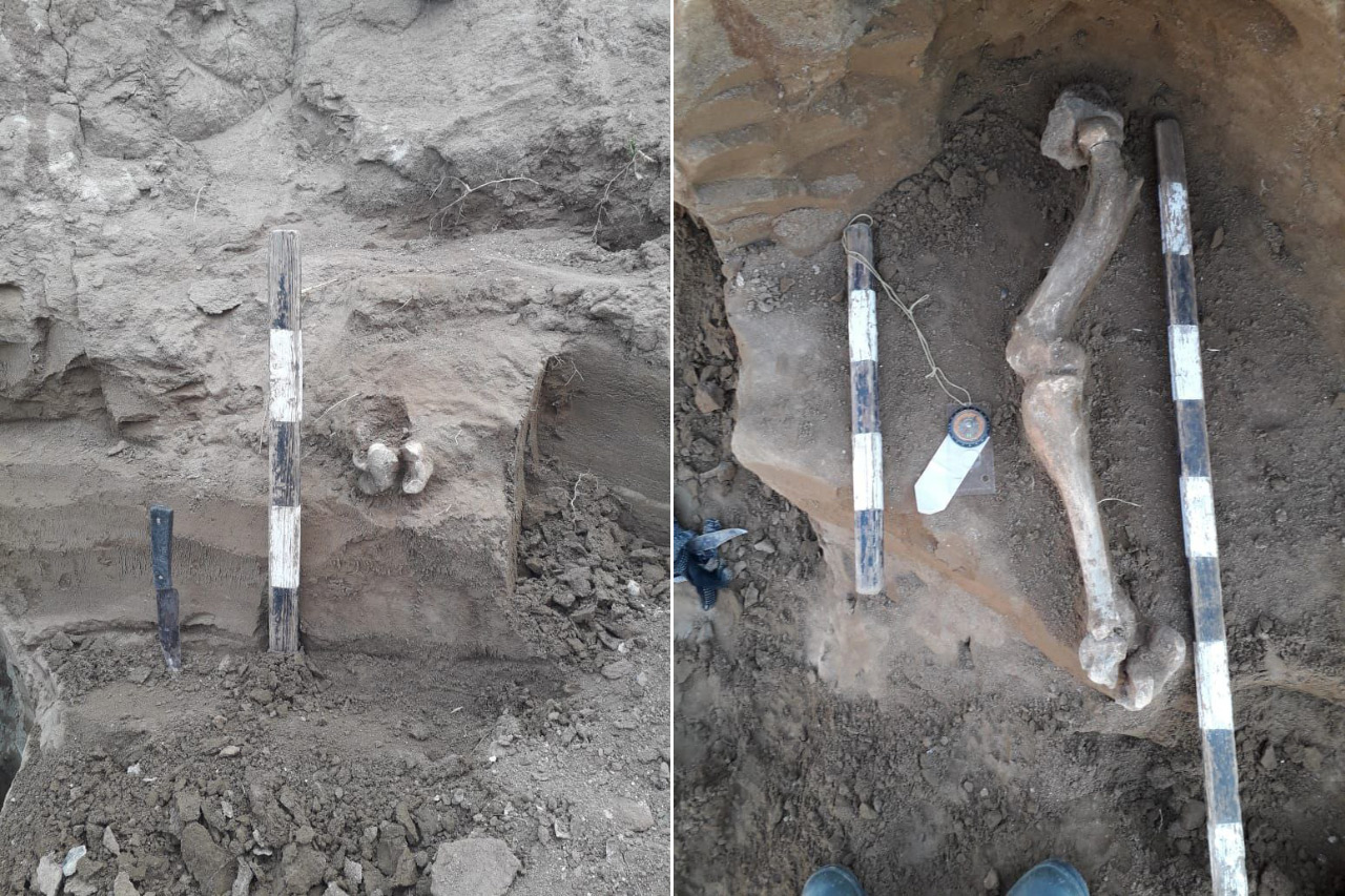Зуб древнего слона нашел спелеоархеолог в Челябинской области