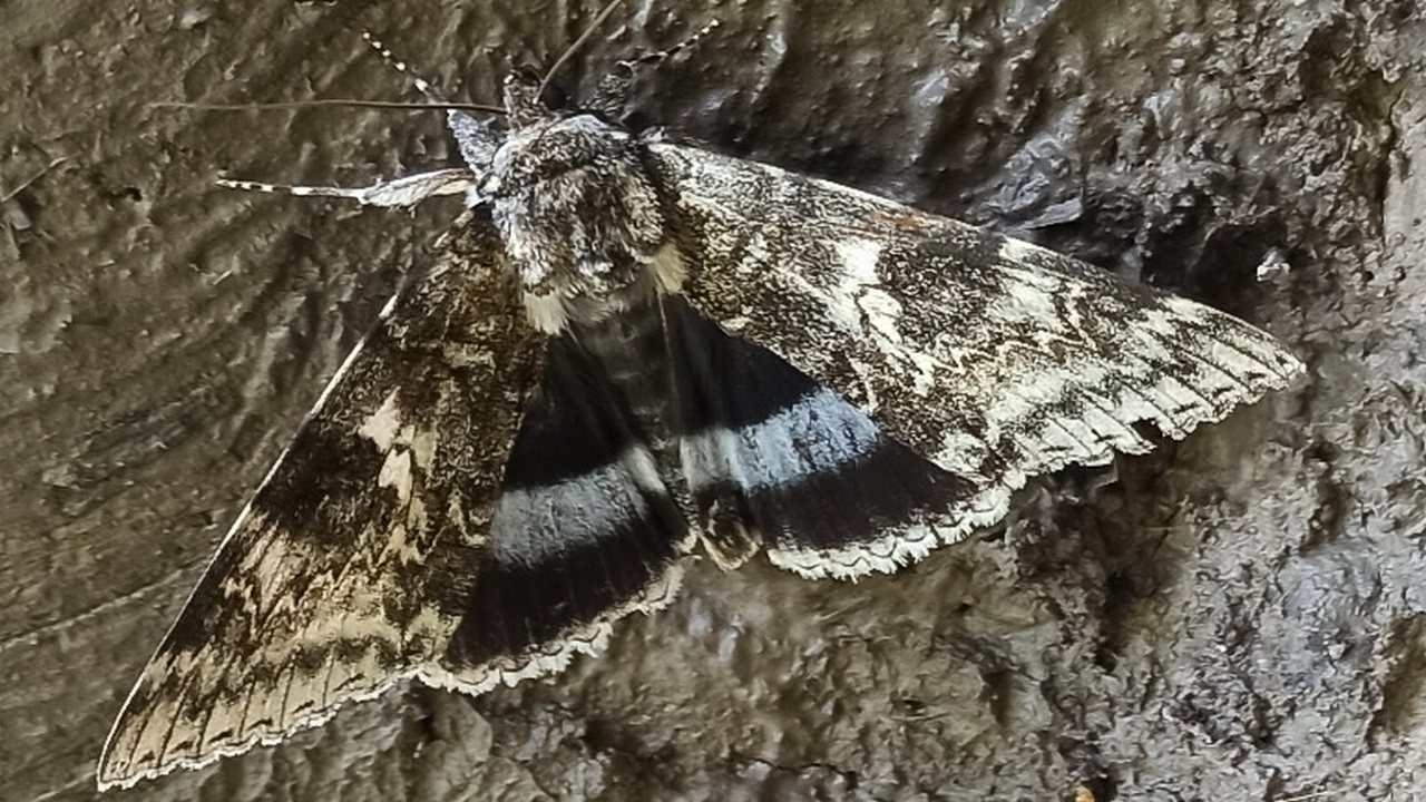Гусениц редких ночных бабочек обнаружили в Челябинской области