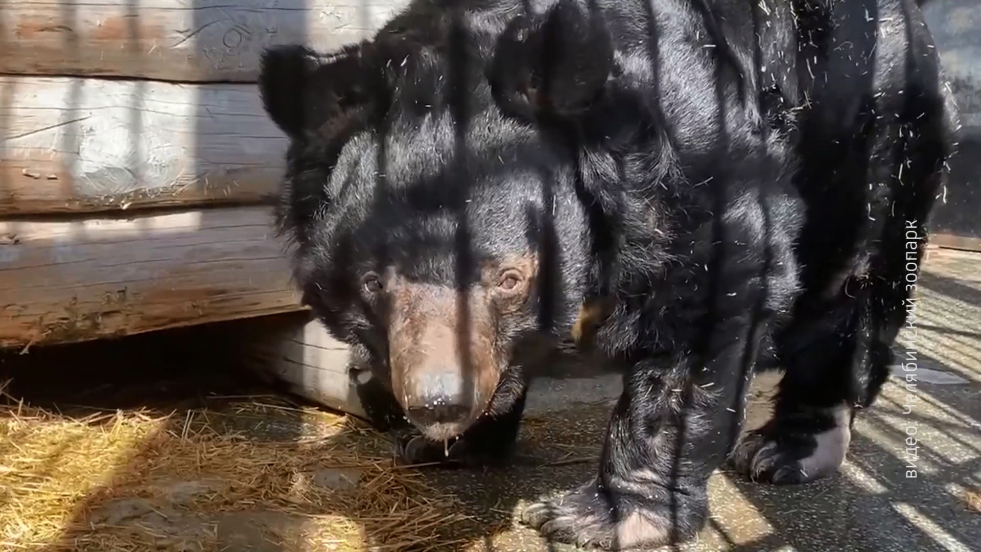 Медведь Харитон из Челябинского зоопарка отправился на пенсию