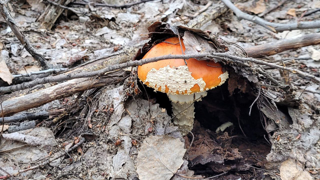 Житель Челябинска съел мухоморы и напал на фельдшера скорой помощи