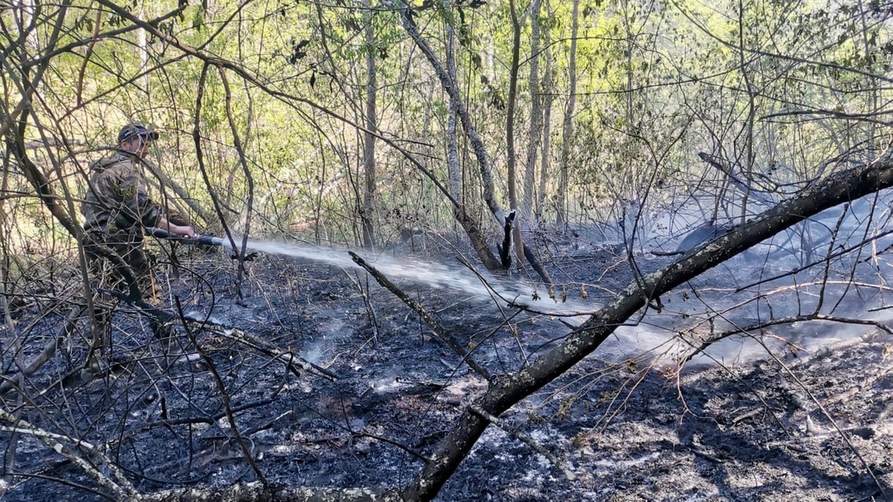 В Челябинской области почти сутки бушует крупный лесной пожар