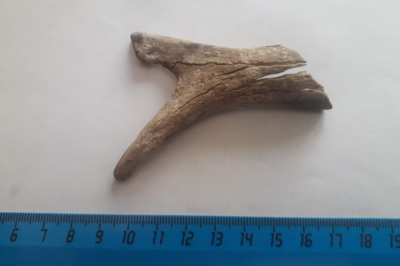 Зуб древнего слона нашел спелеоархеолог в Челябинской области