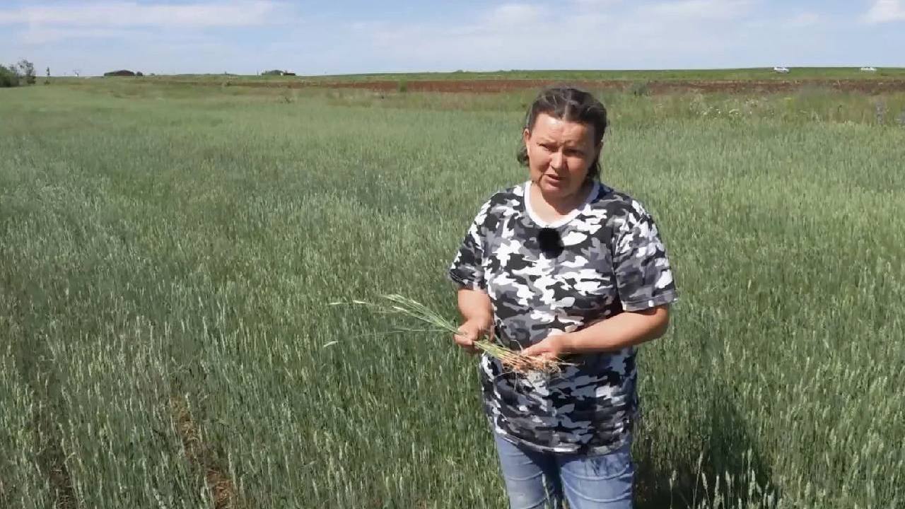 Дожди, засуха и град: какой урожай прогнозируют метеорологи Южного Урала