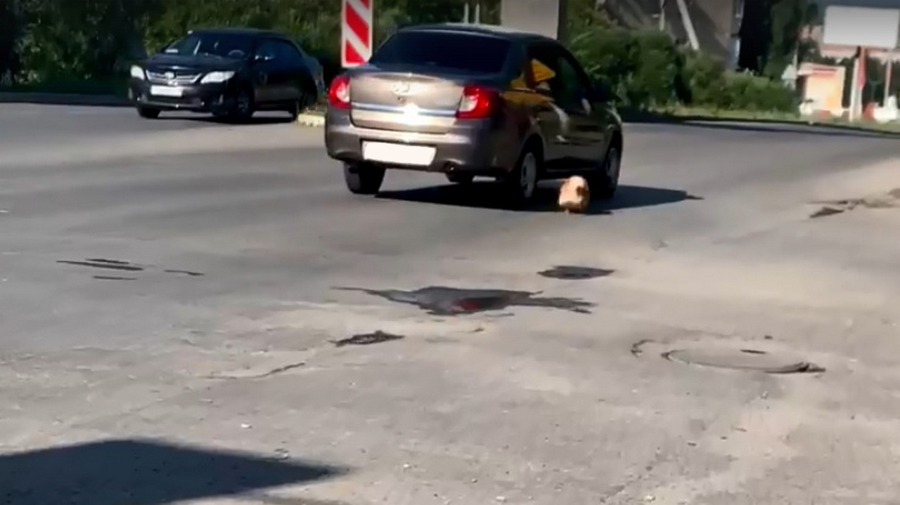 В Челябинской области хозяева протащили по дороге собаку, привязанную к автомобилю