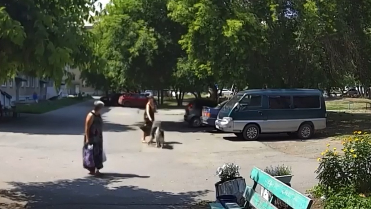 В Челябинской области бездомная собака напала на женщину у подъезда