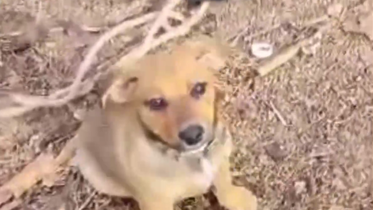 Назвали Пуля: бойцы из Челябинской области спасли щенка в зоне СВО