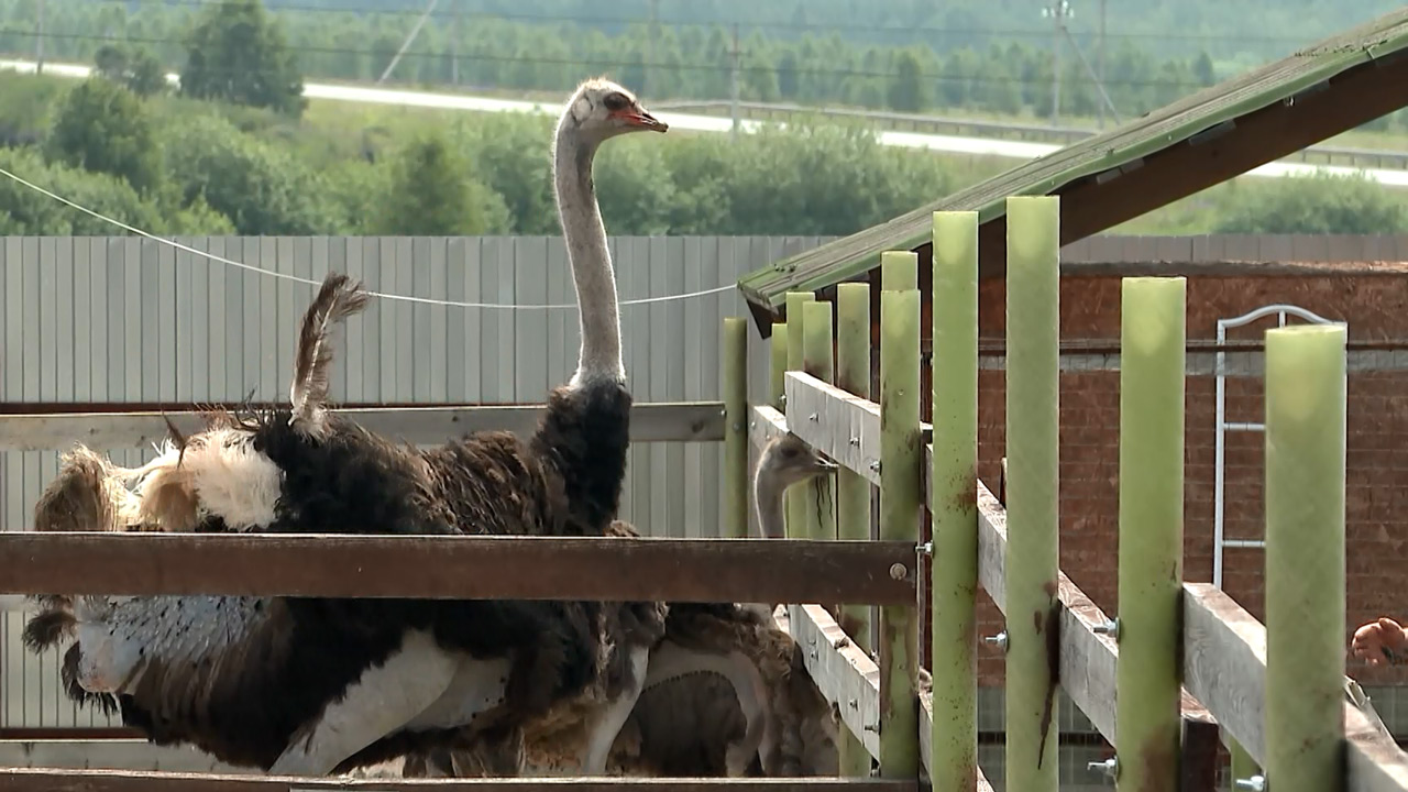 Строптивые и пугливые: как в Челябинской области разводят страусов
