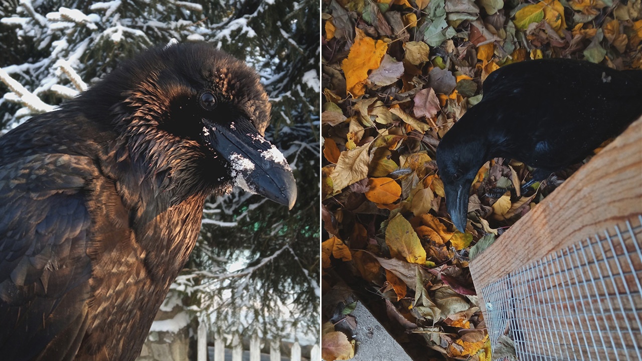 Хозяйка черного ворона из Челябинска рассказала о жизни с хищной птицей