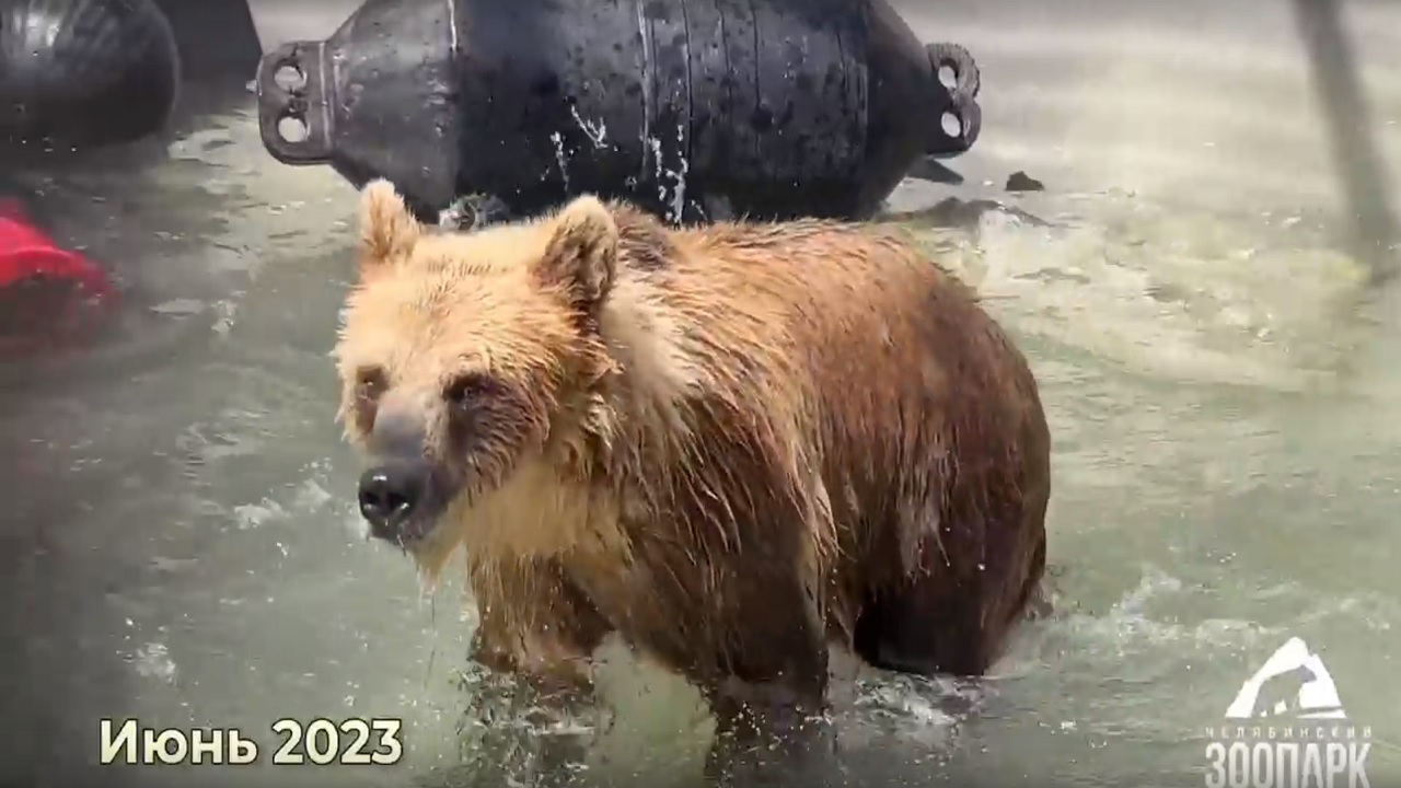 В зоопарке Челябинска назвали причину смерти медведицы Забавы