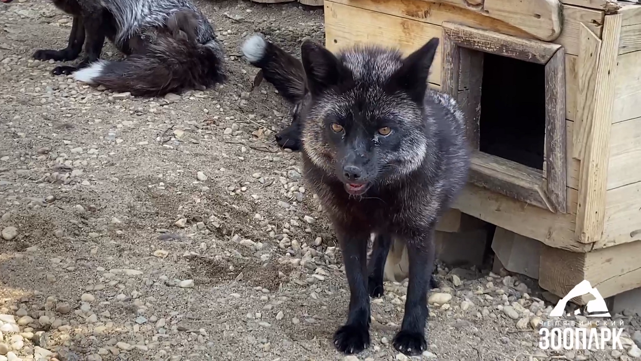 Зоопарк Челябинска показал жизнь зверей во время жары