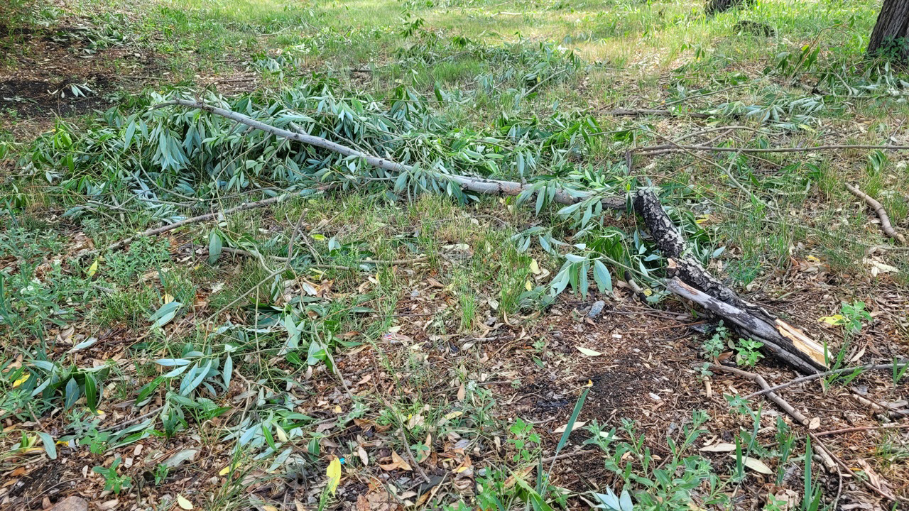 В парке имени Тищенко в Челябинске снесут аварийные деревья