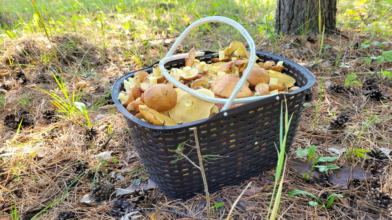Токсиколог из Челябинска рассказал о главных опасностях грибов
