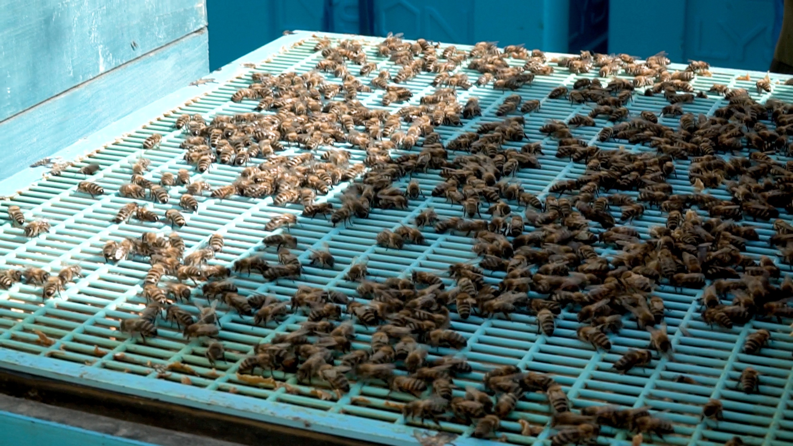 Сладкое золото: как в Челябинской области собирают мед