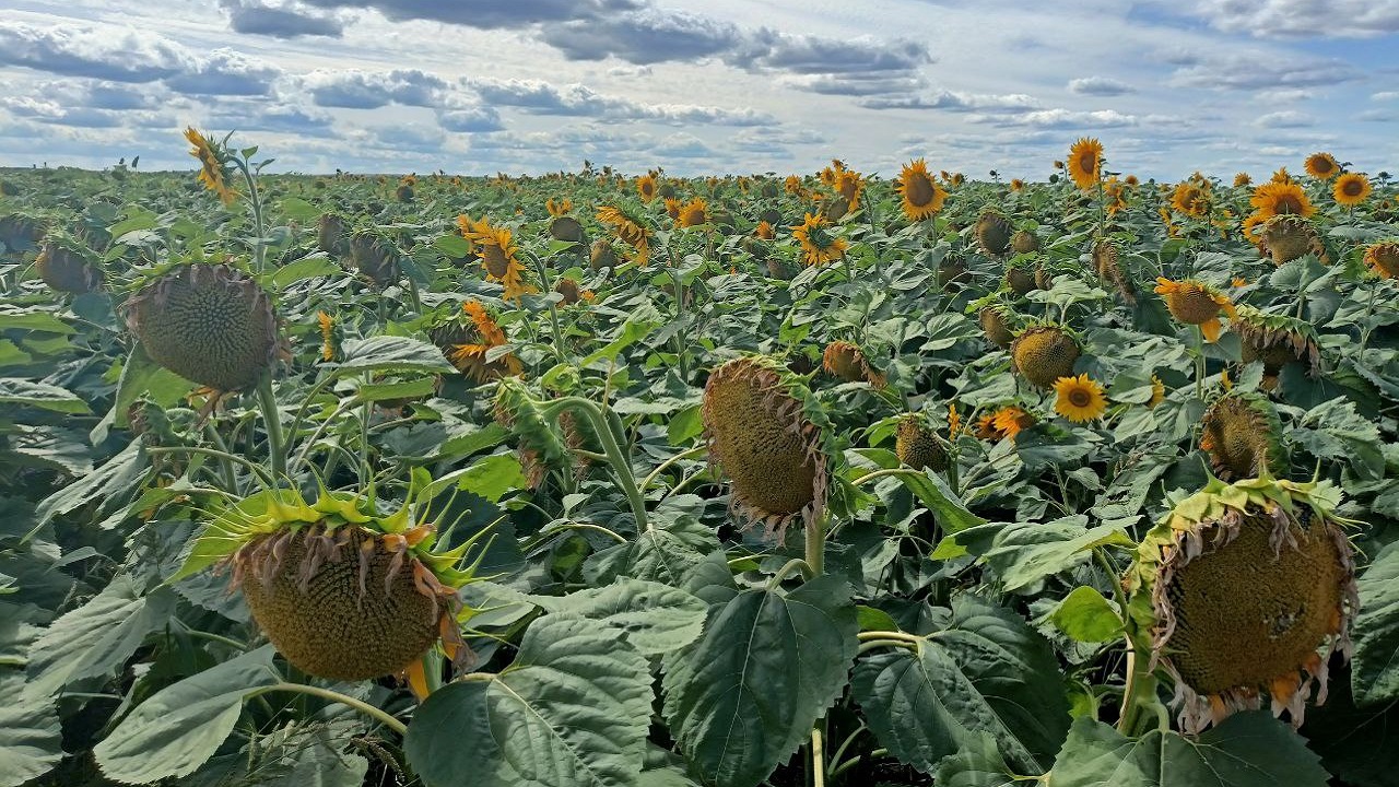 Аграрное импортозамещение: новые гибридные сорта выводят в Челябинской области