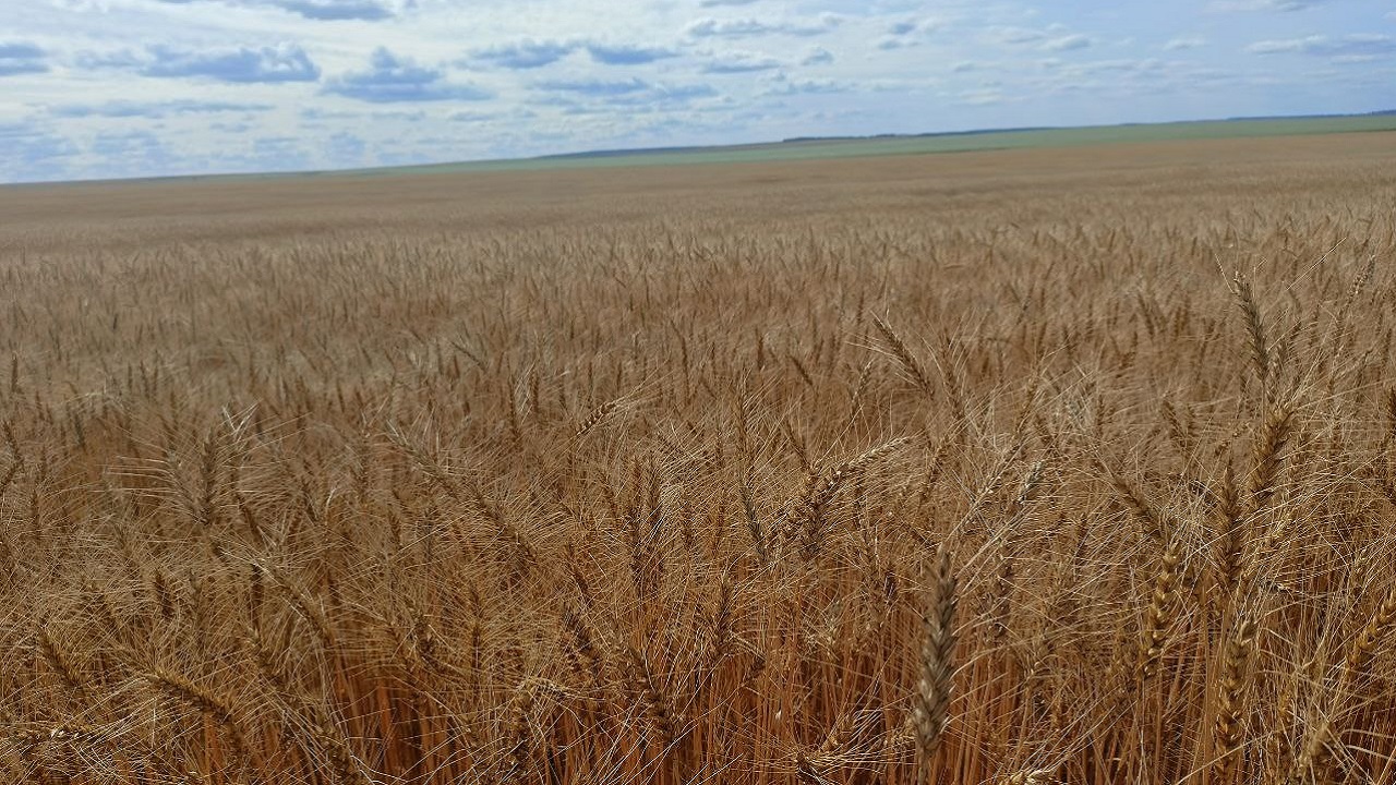 Аграрное импортозамещение: новые гибридные сорта выводят в Челябинской области