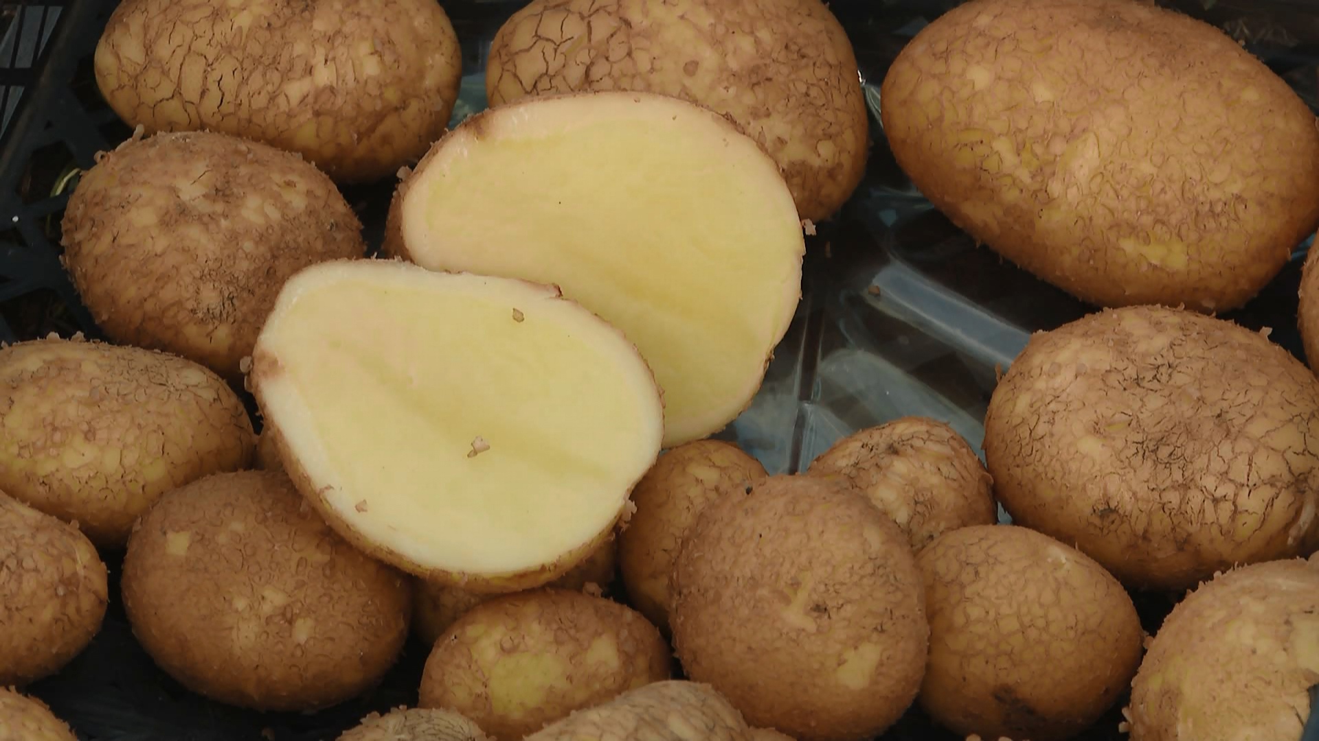 Два новых сорта картофеля вывели в Челябинской области