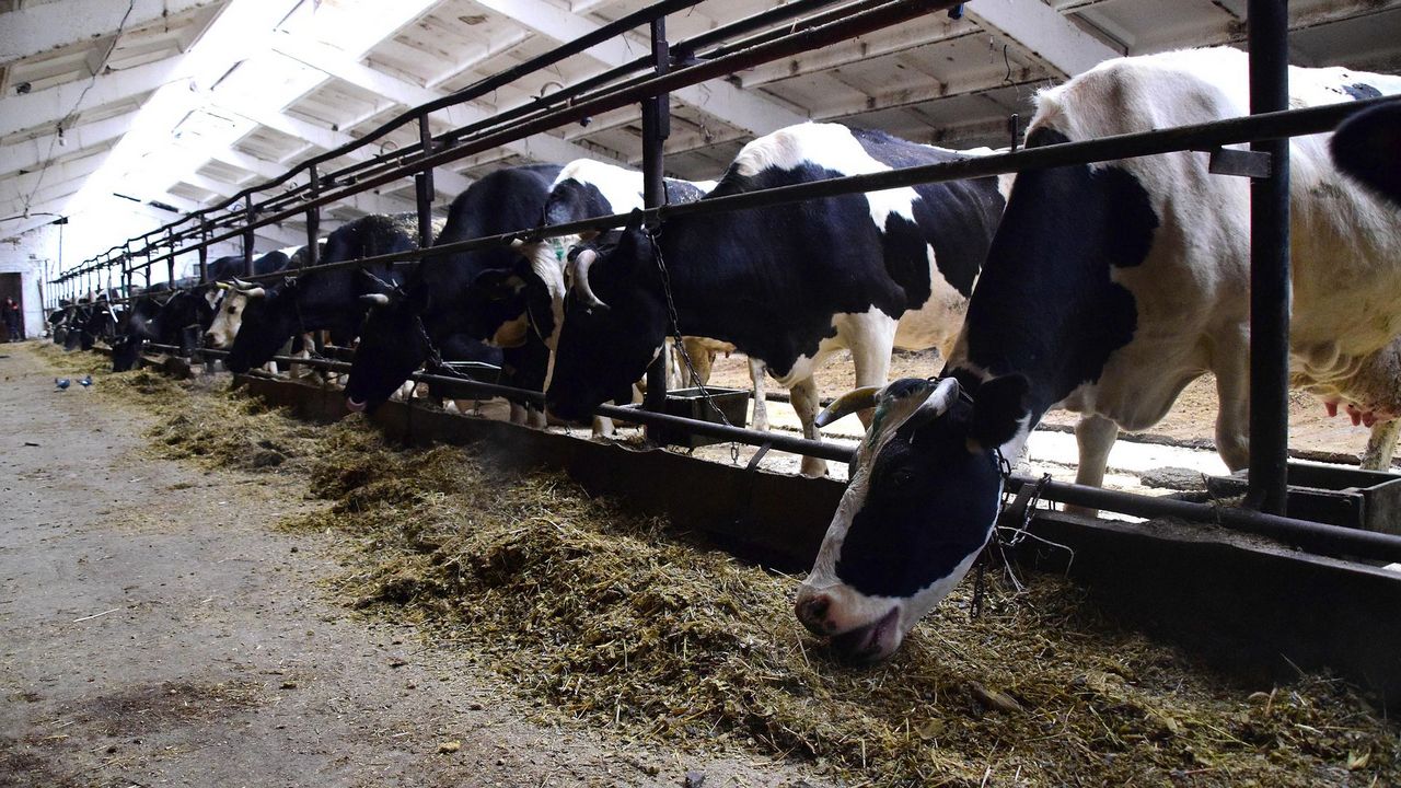 Тысячи литров в сутки: как в Челябинской области выращивают коров-рекордсменов
