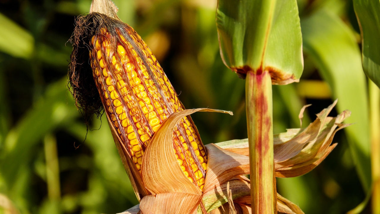 Кукурузу с опасным токсином обнаружили в Челябинской области 
