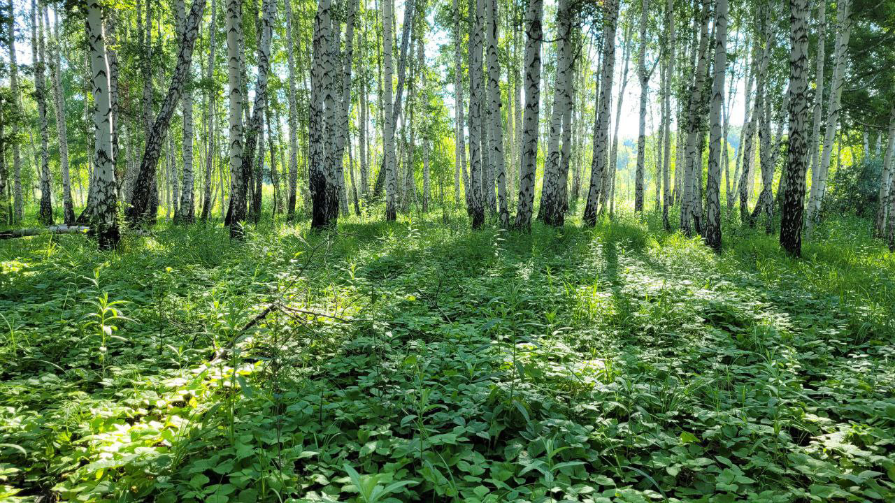 Пенсионерка из Челябинской области заблудилась в лесу и провела там 12 часов