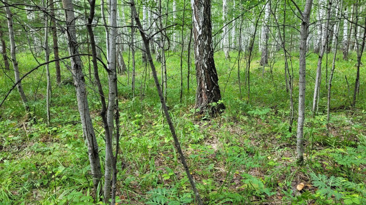 Глухая пенсионерка потерялась во время сбора грибов в Челябинской области