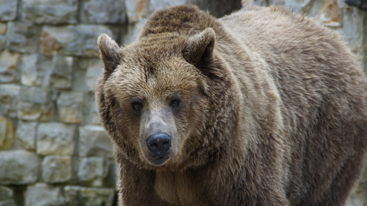 Жителей Челябинской области просят не ходить в леса из-за медведей