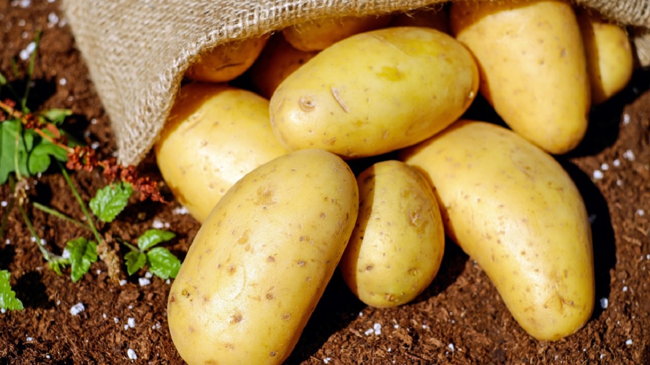 Не меньше 100 тысяч тонн картофеля планируют собрать в Челябинской области