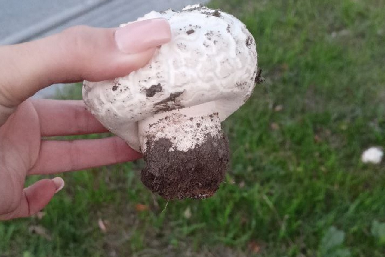 "Шампиньоны прямо в городе": поляну необычных грибов нашли в Челябинске ВИДЕО