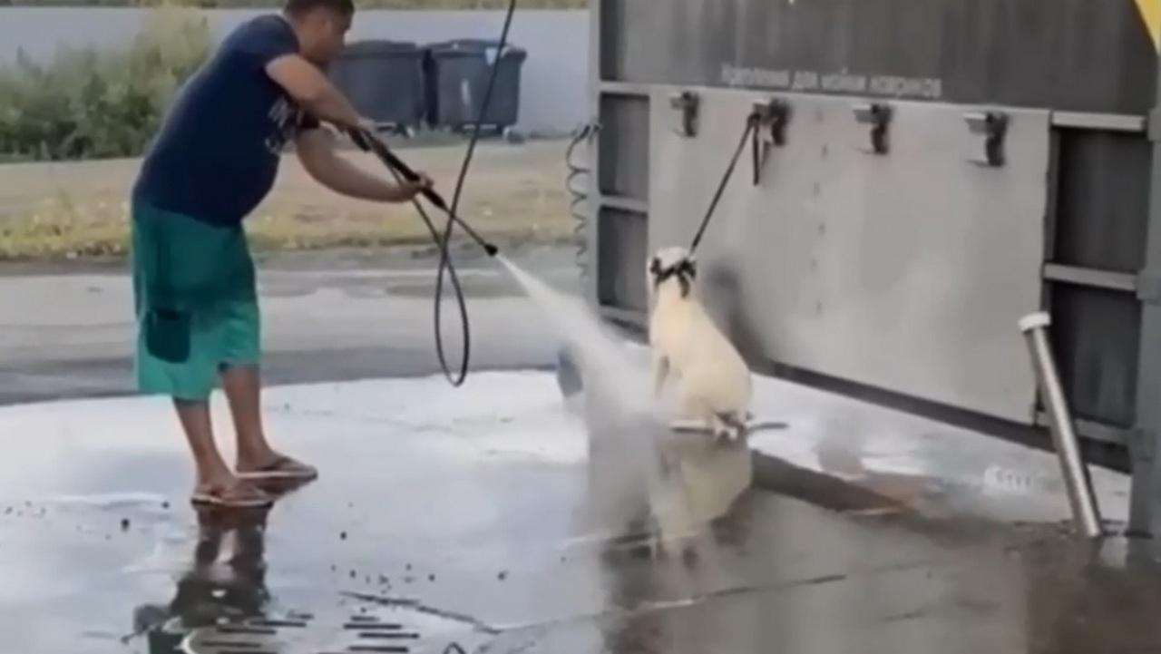 Житель Челябинска помыл собаку на автомойке