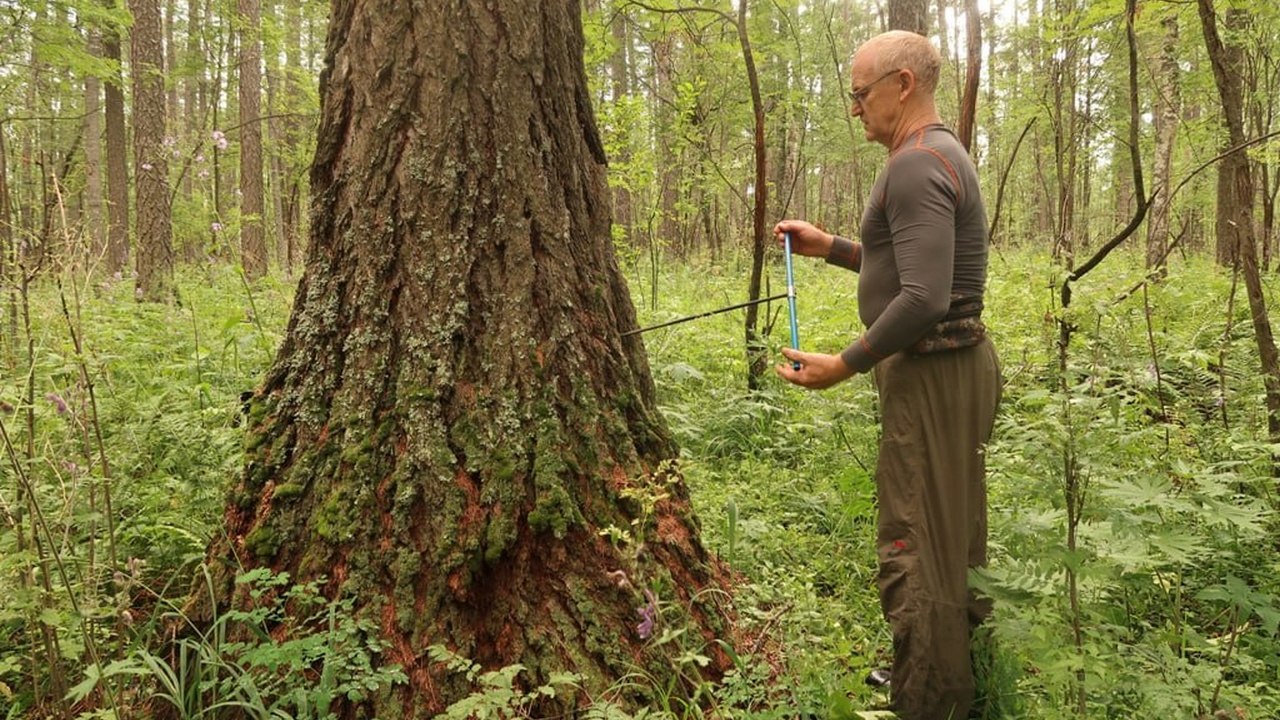 Деревья в лесах Челябинской области помогут ученым узнать историю изменения климата